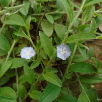 Evolvulus alsinoides (L.) L.